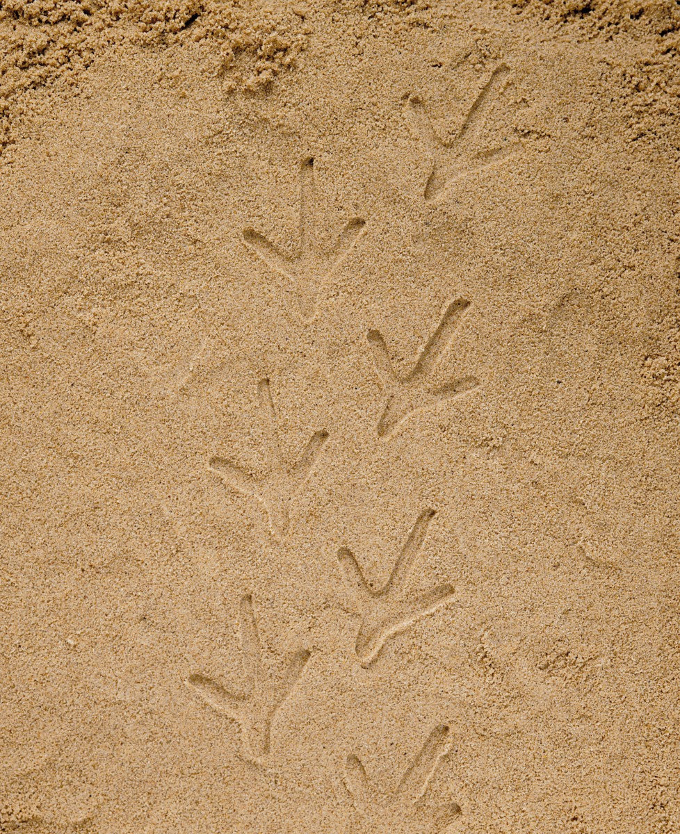 Let's Investigate Farmyard Footprints