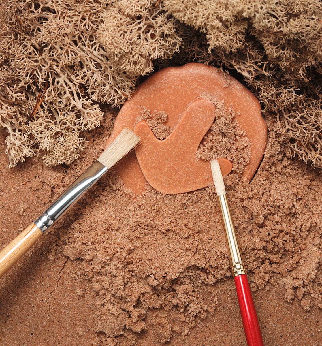 Let's Investigate Dinosaur Footprints