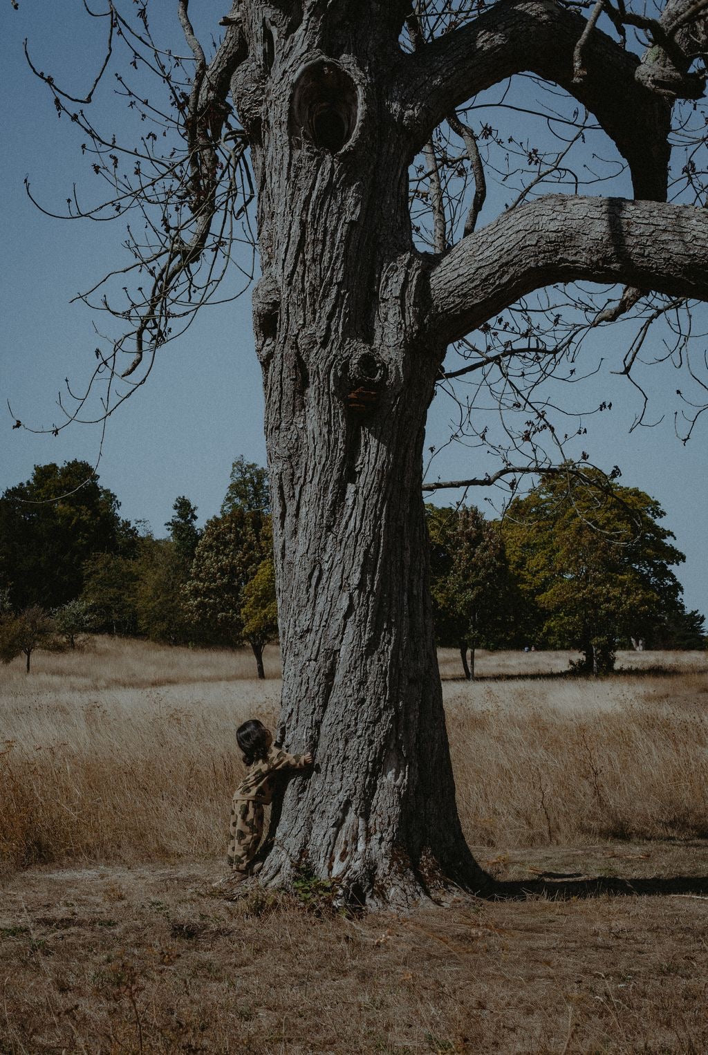 Tree Traveler Pants