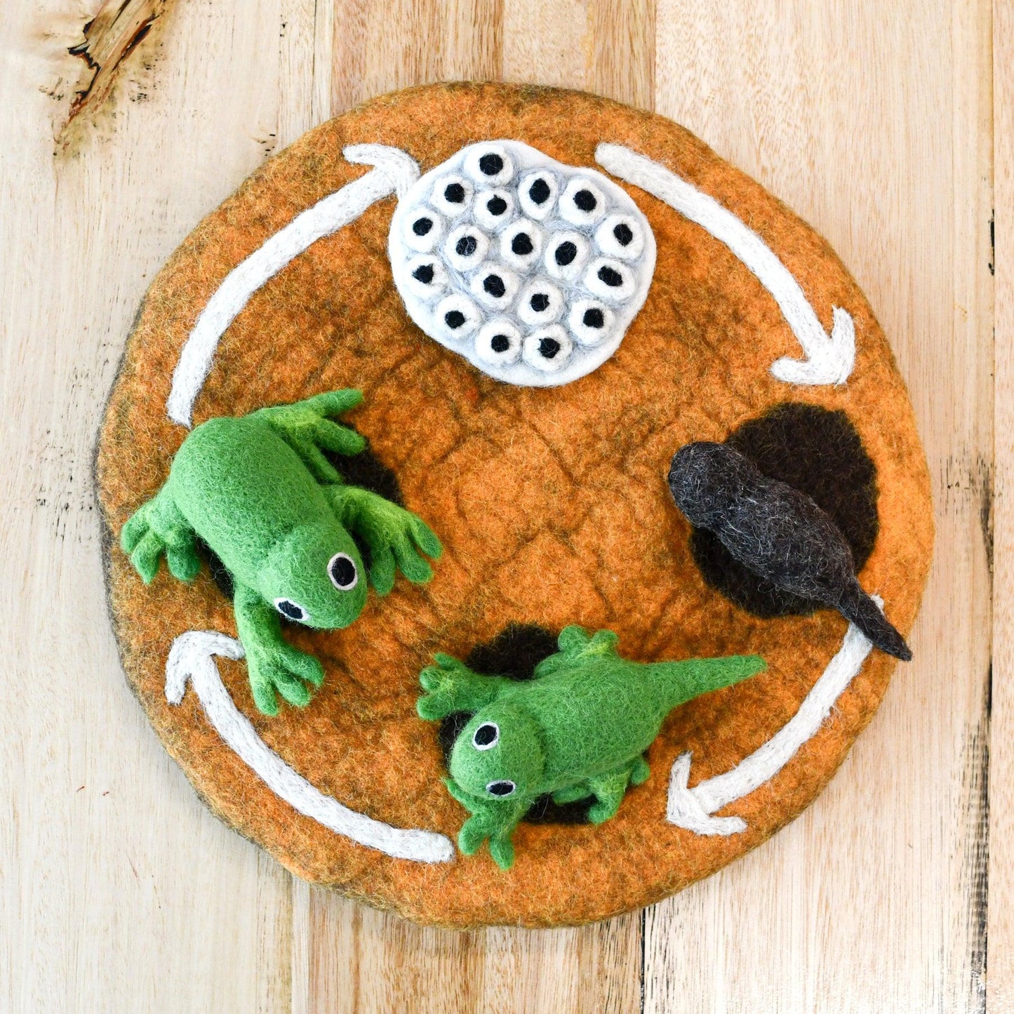 Felt Life Cycle of a Frog